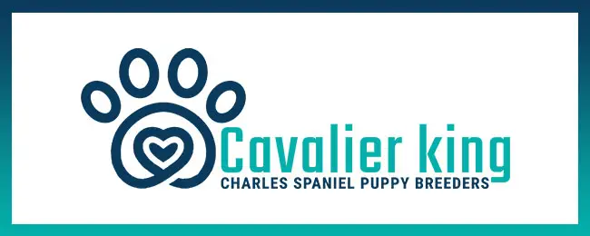 cavalierkingcharlesspanielpuppybreeders